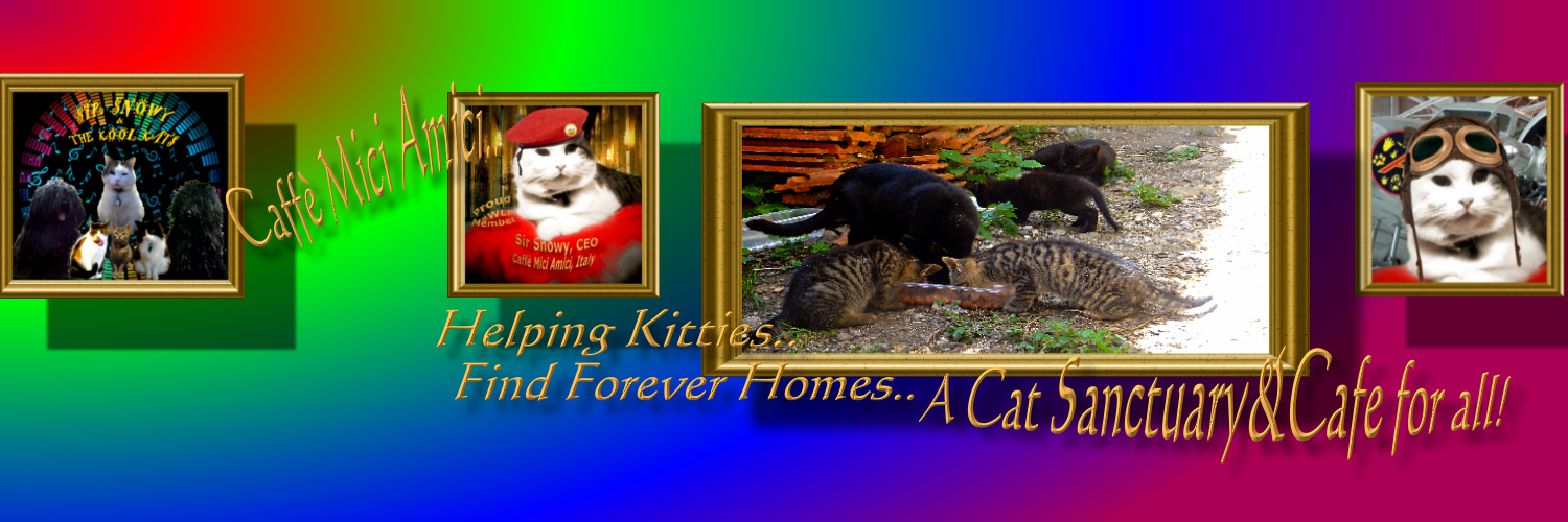 SnowysKoolKats's profile banner image