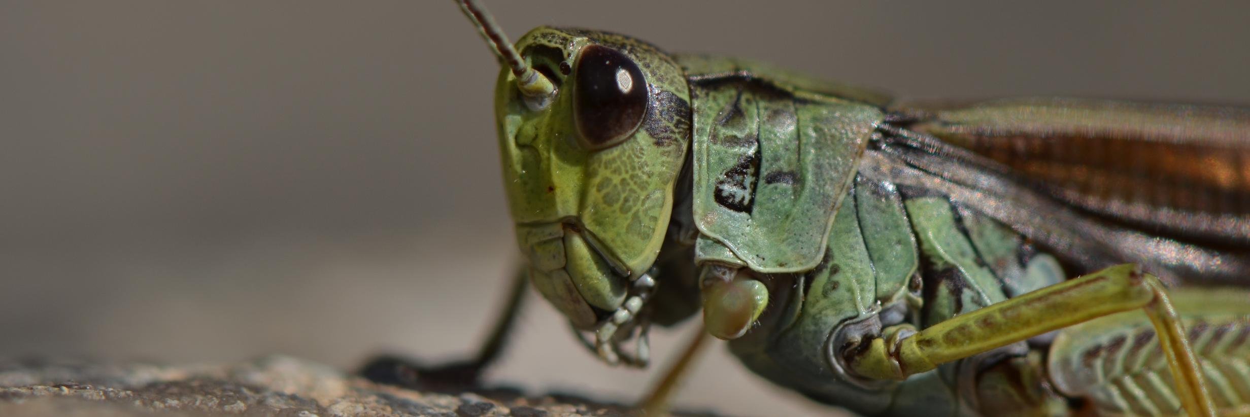 Quentin Magdelaine banner