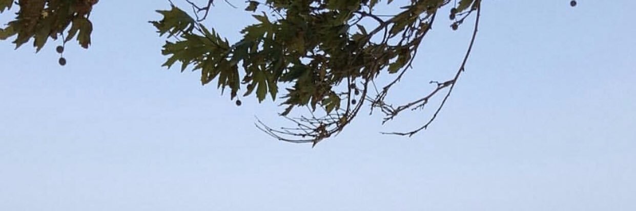avsedakirac's profile banner image