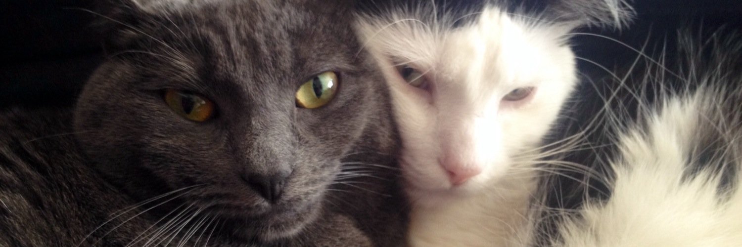 RecoletaTheCat's profile banner image