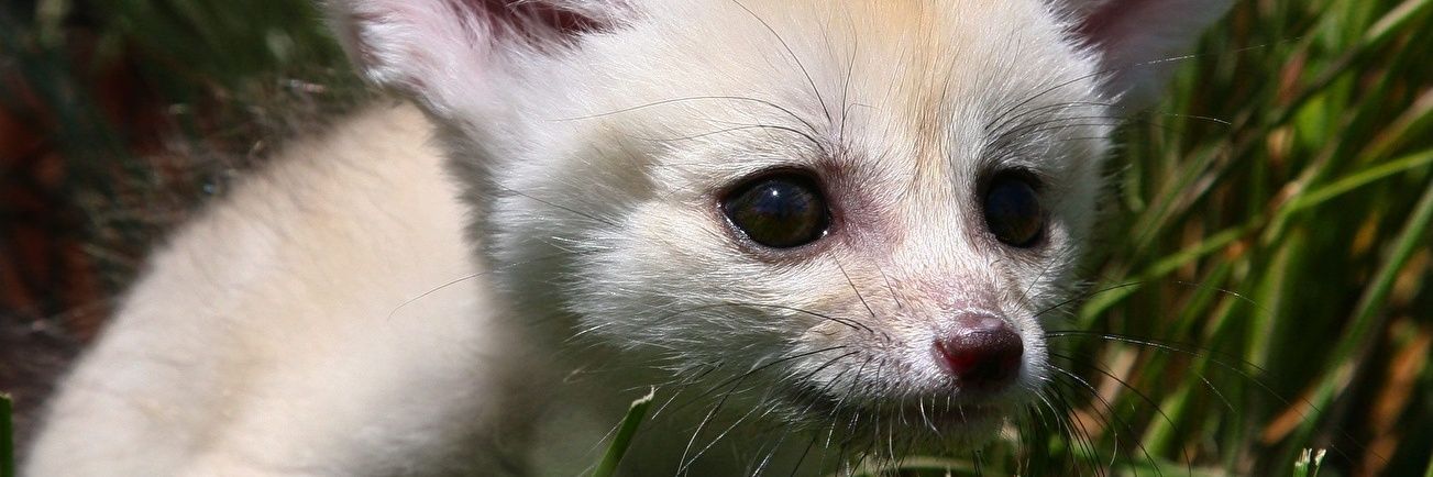 Pinkachuz's profile banner image