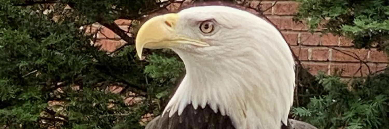 Spaniel24's profile banner image