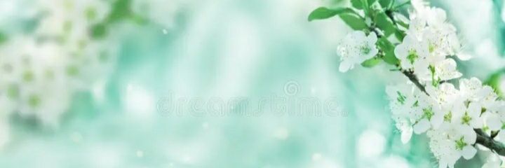 Humna_Arain's profile banner image
