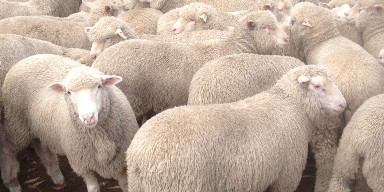 Stokes Bay Genetics banner