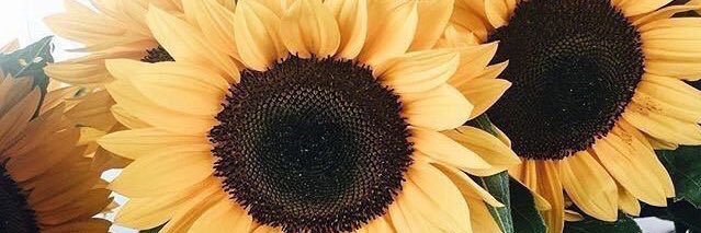 Shaannontx's profile banner image