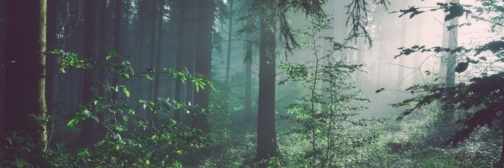 sheilarumble's profile banner image