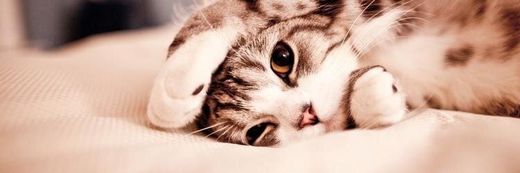 girly_tthings's profile banner image