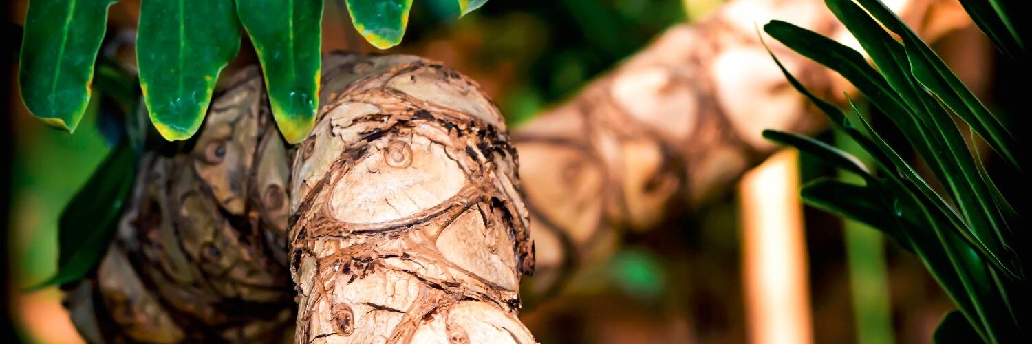 Denine Laberge banner