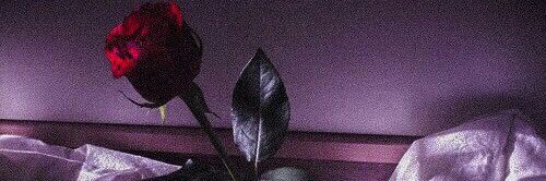camilasnaps's profile banner image