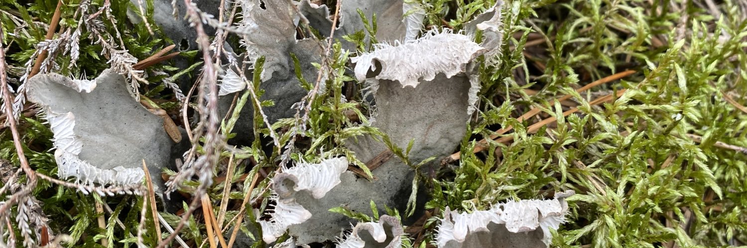 Hanna Rovenich banner