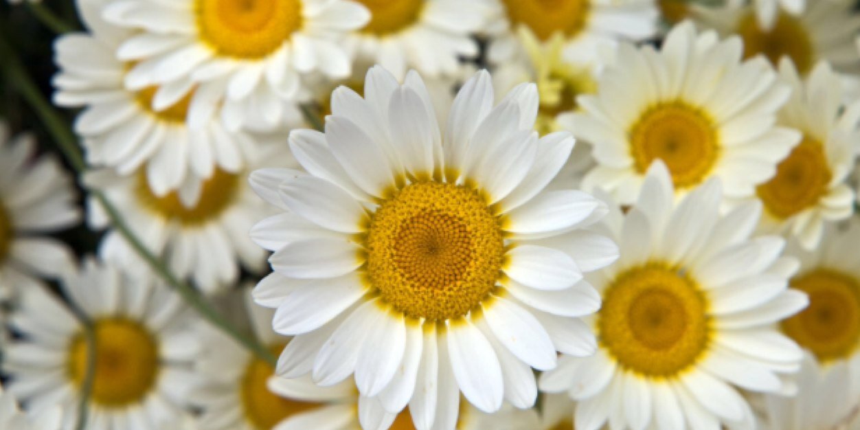 mybrniii's profile banner image