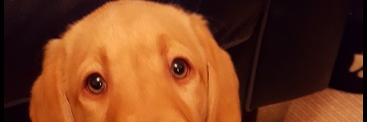 Connordack2's profile banner image