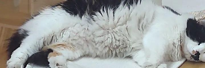 c0ca___'s profile banner image