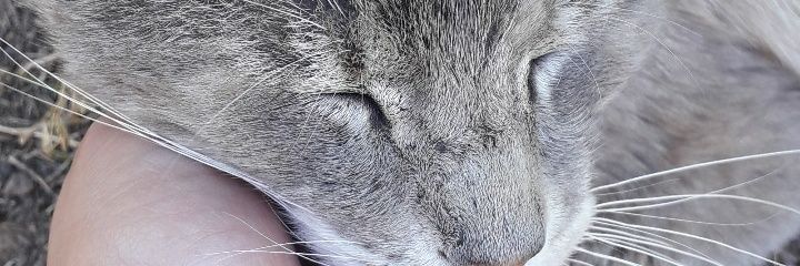 sofia_pita23's profile banner image