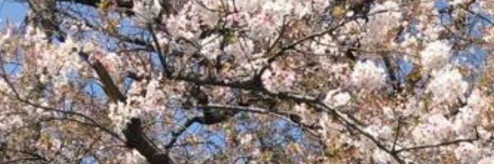 tslamas's profile banner image