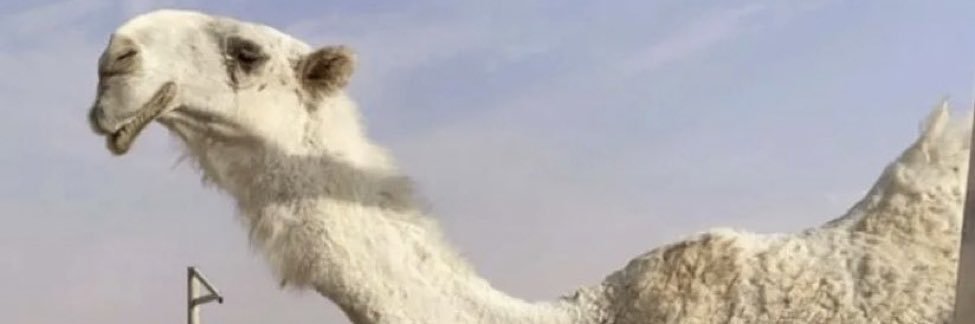 m7a2l's profile banner image
