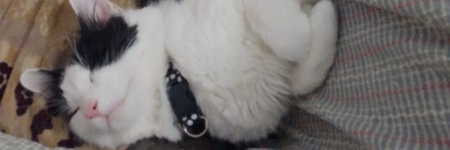 APSMoraiz's profile banner image