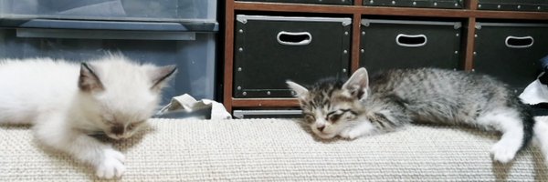 austerkafka Profile Banner