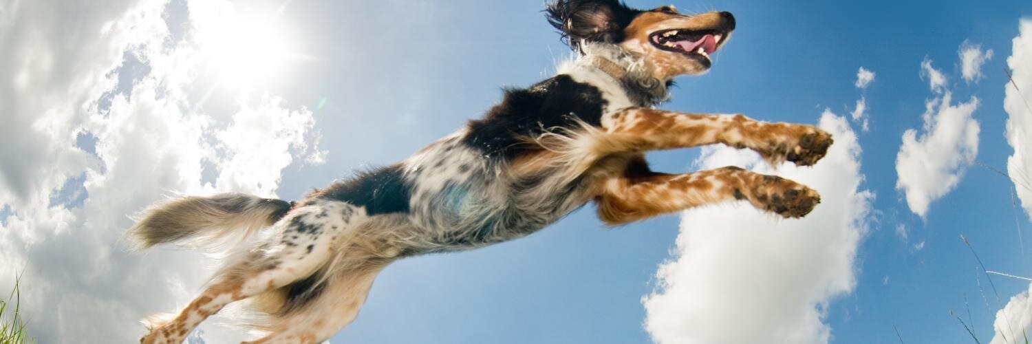 DogEur's profile banner image