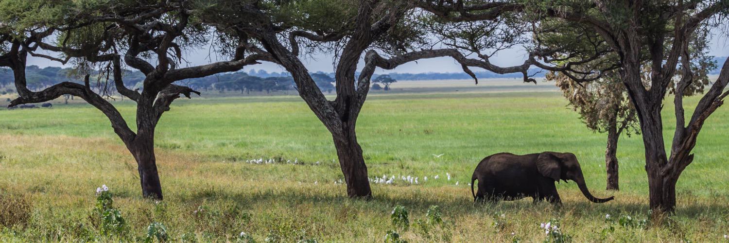 Jennifer Gabor banner