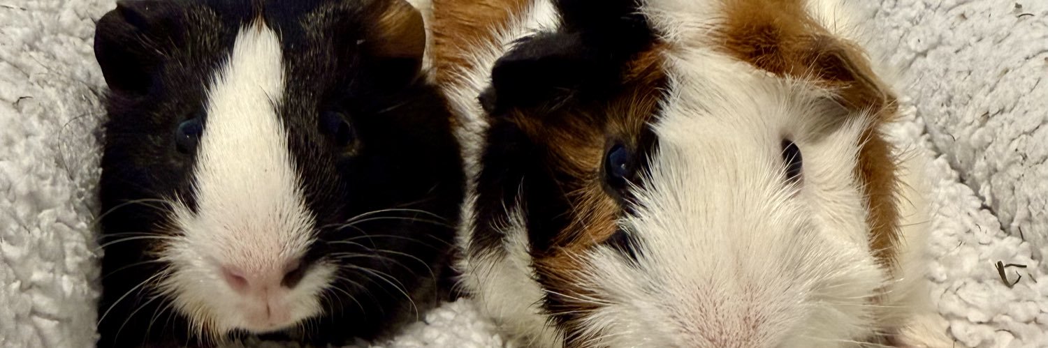 MickHamster's profile banner image