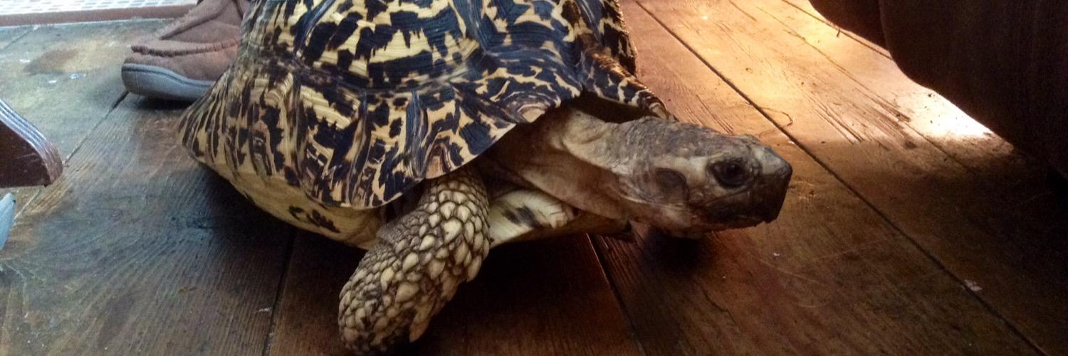 julie ann De-rose banner