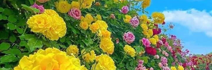 GeniaPico Trust-Shawn6 banner