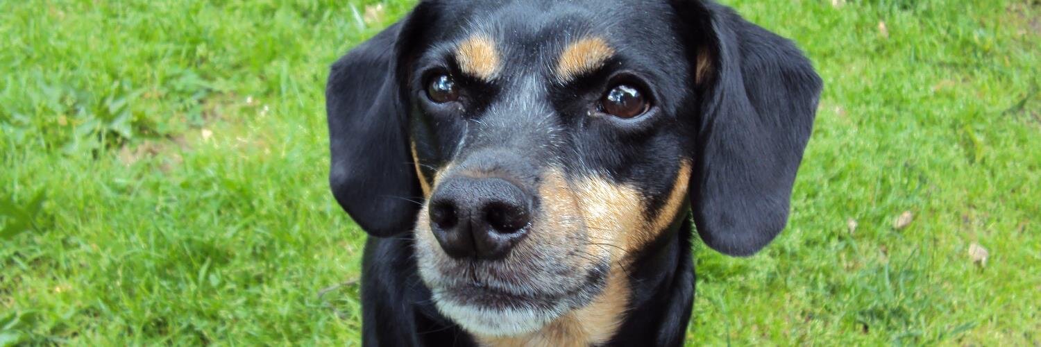 ThePetForum's profile banner image