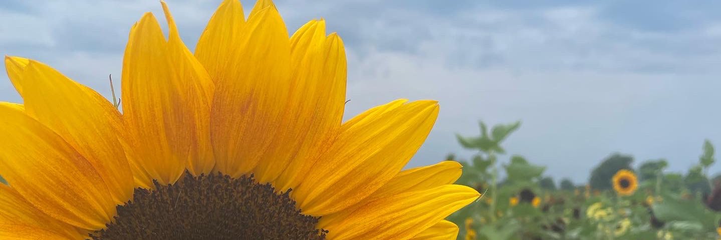 ThatChickBri_'s profile banner image