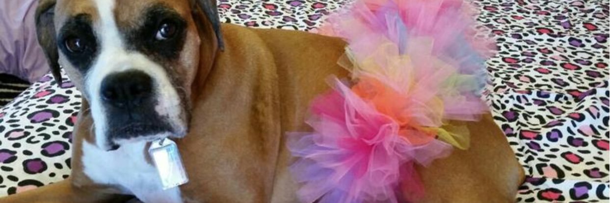 Colleen Rezac banner
