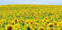 oyemiamor's profile banner image