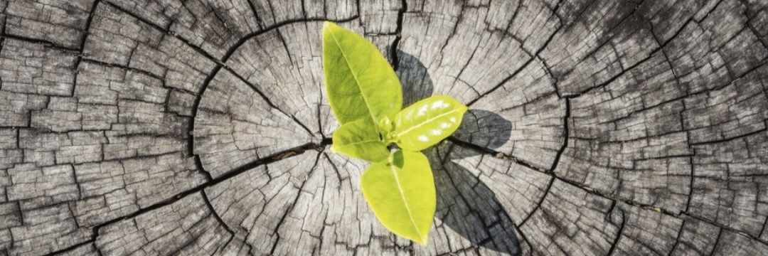 vijansi's profile banner image