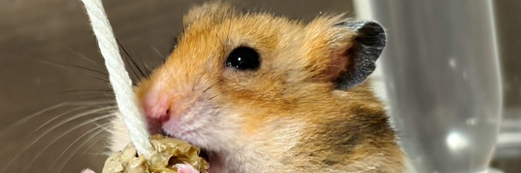 シンヤ@Carpe Diem banner