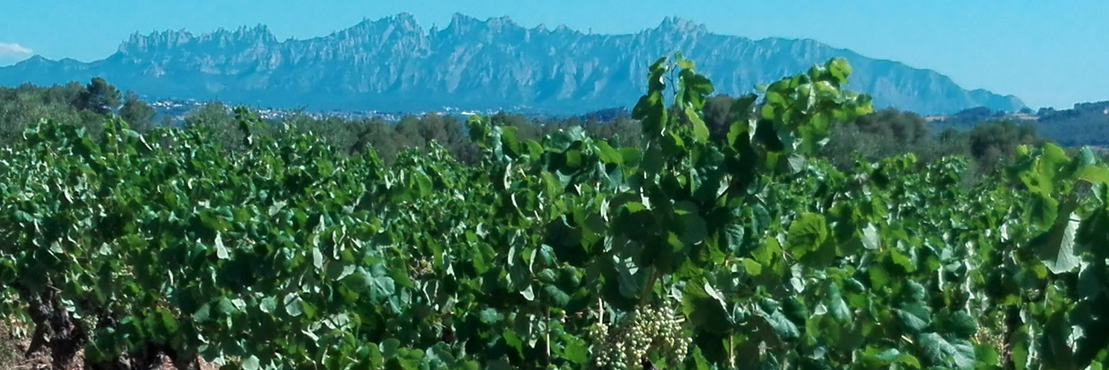 Mati Mon ||*||fins els🥚 banner