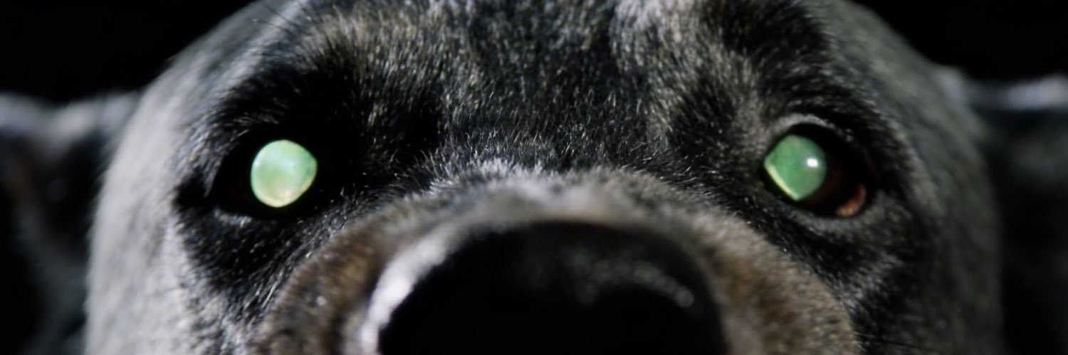 👁️⃤ 𝕾𝕰𝕹™★ banner