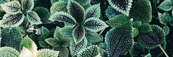 lekukus Profile Banner