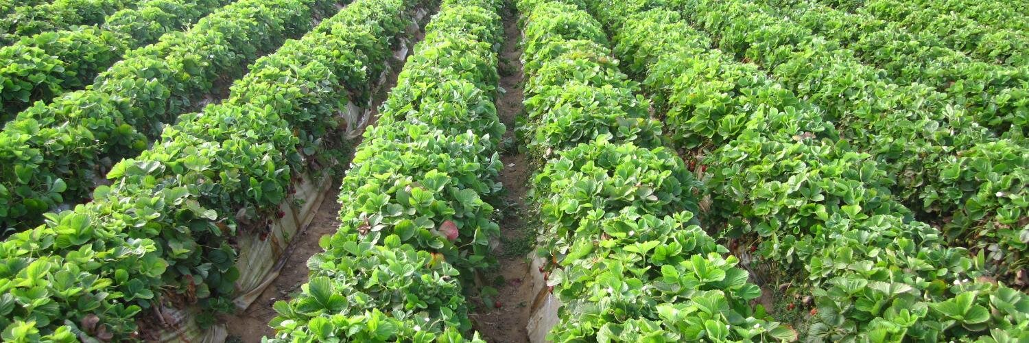 Dr. Fabiola Mieres banner