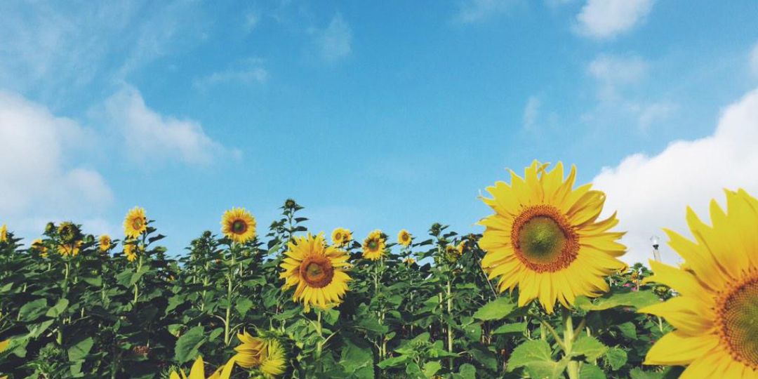 tantawan00's profile banner image