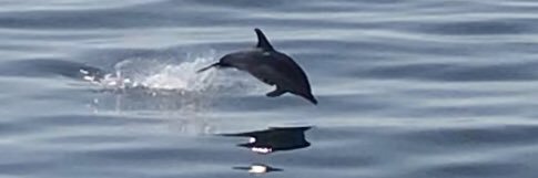 Alison Glasspool banner