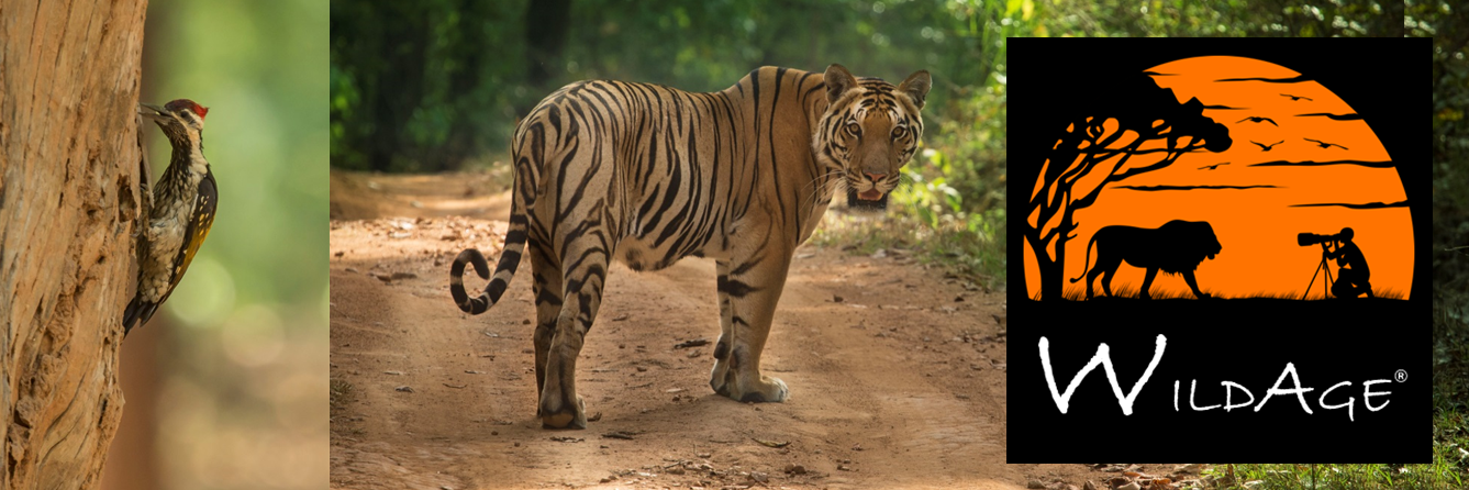 KatJaswal's profile banner image