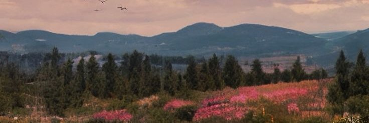 wavesofsolace's profile banner image