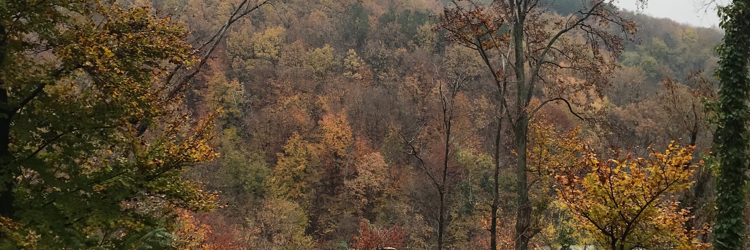 oreosforsel's profile banner image