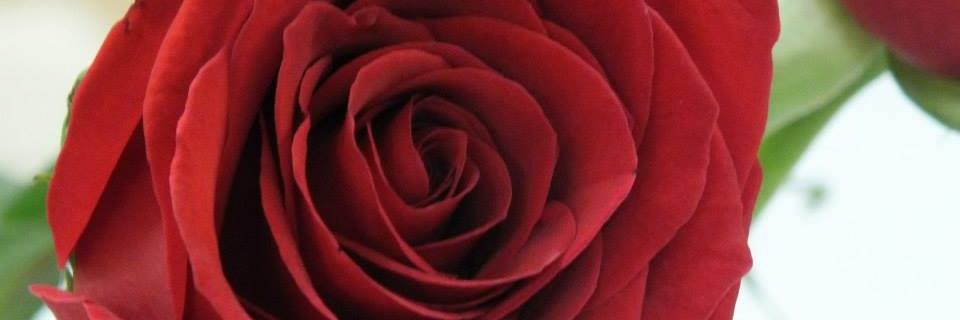 RobynASmall's profile banner image