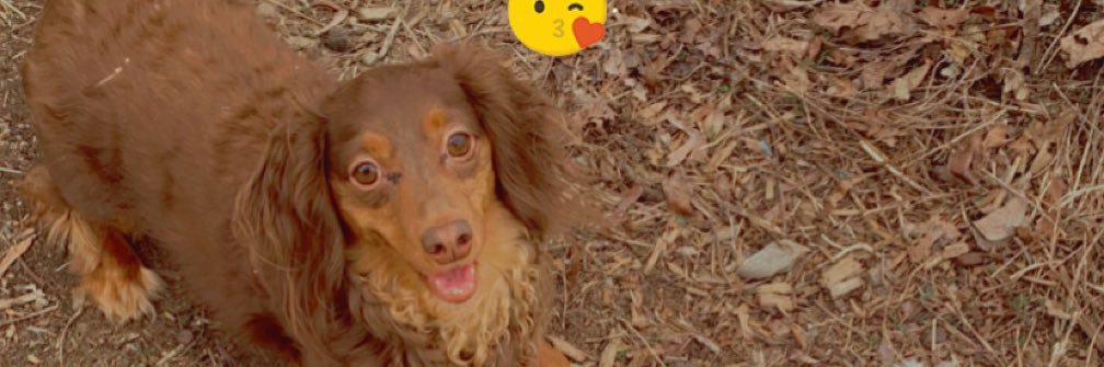 fofokibby's profile banner image