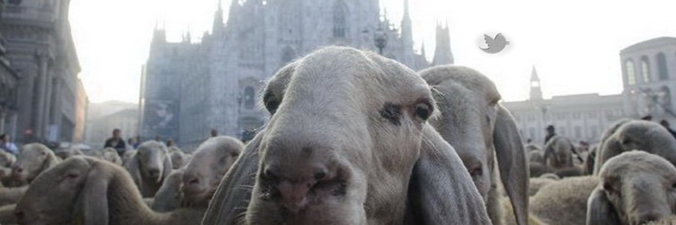 Silvia Faccio banner