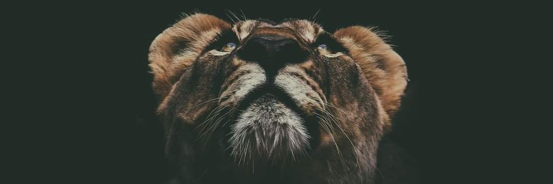 kingwadown's profile banner image