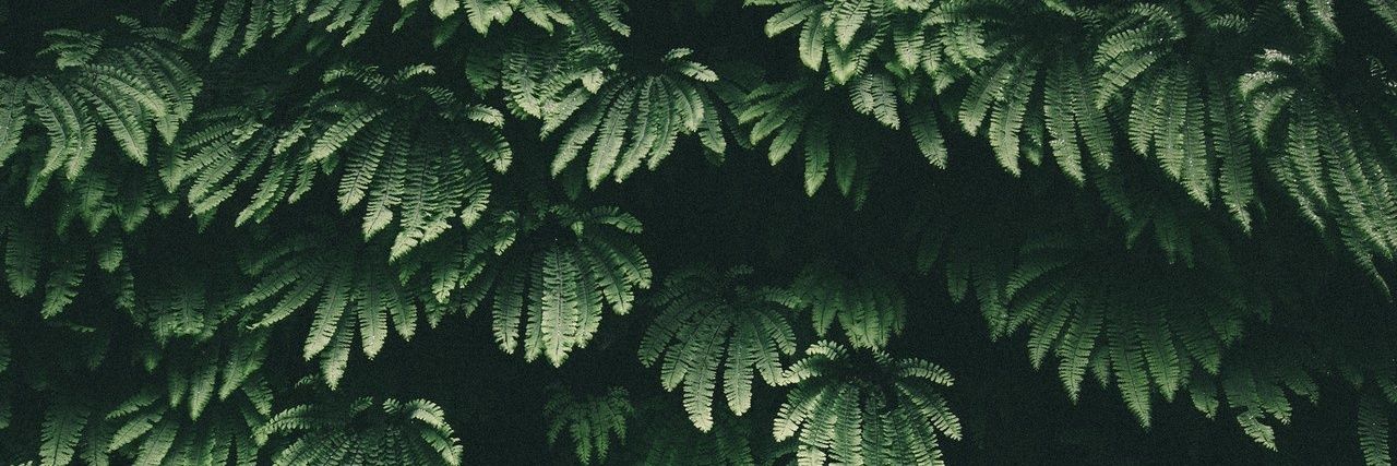dreamorflower's profile banner image