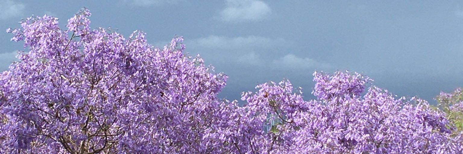 Pound_noxx's profile banner image
