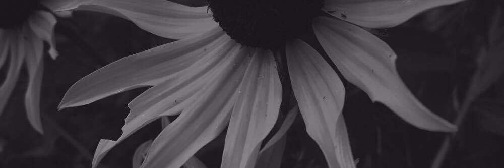 RochelleLedoux's profile banner image