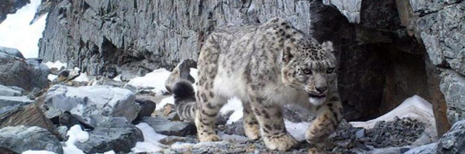 Snow Leopard Consrvy Profile Banner
